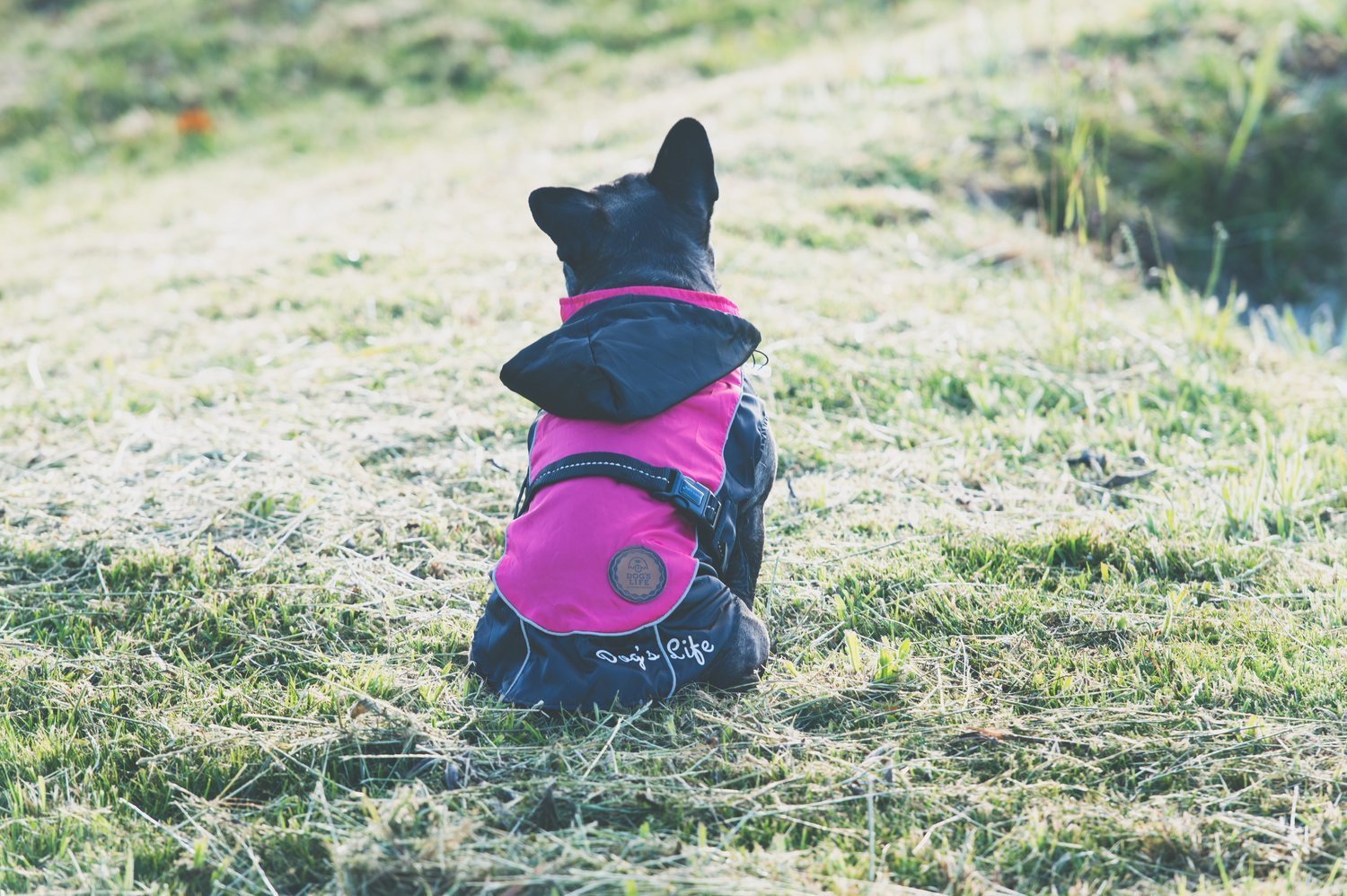 Dog's Life Relecta Windbreaker Pink - Clothing