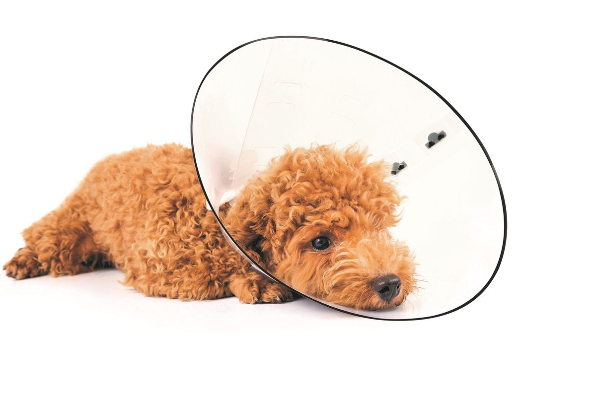 Mpet Bastion Protective Dog Collar - Collars