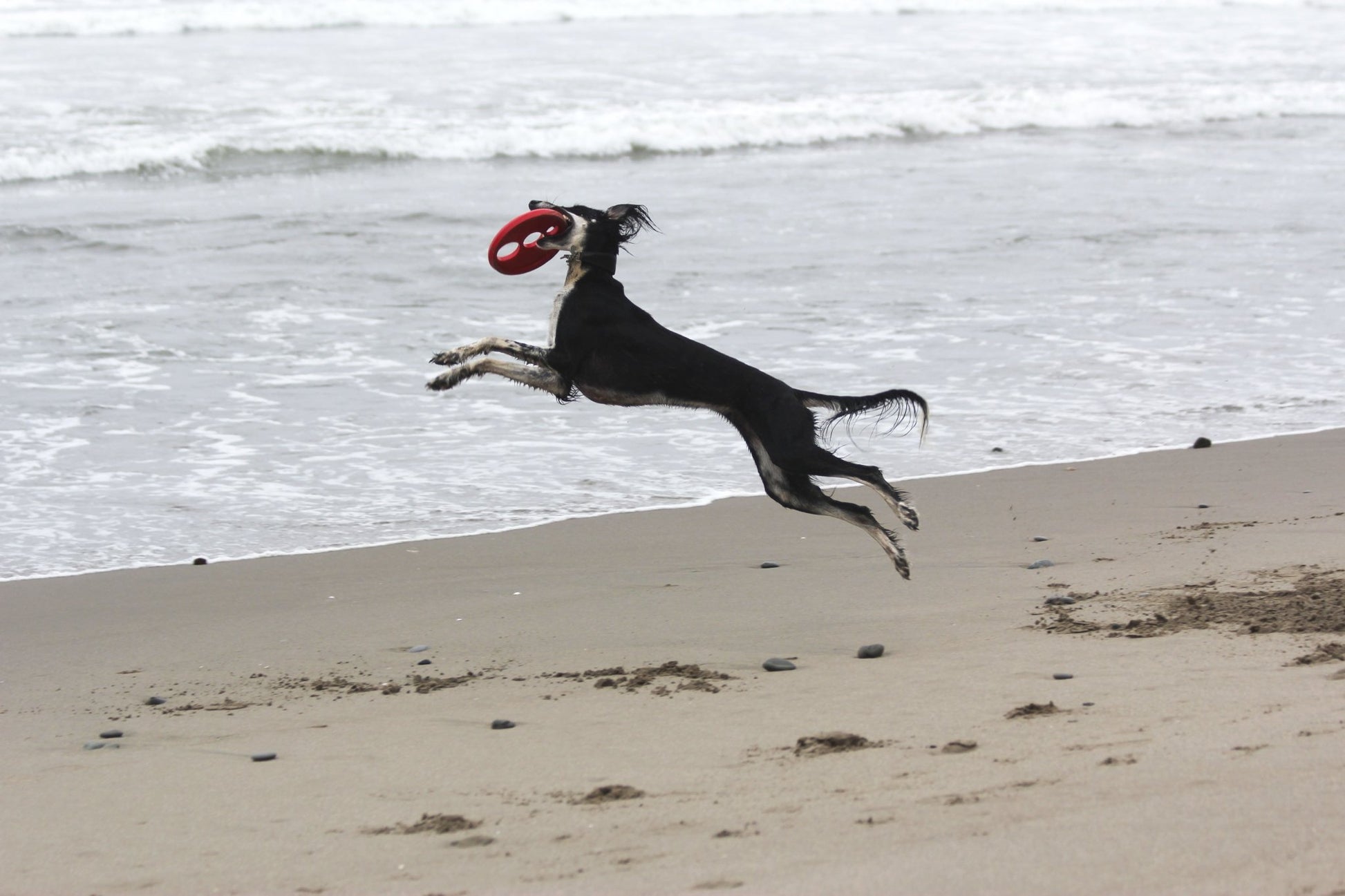 Rogz Flying Object Dog Throwing Disc - Fetch Toys